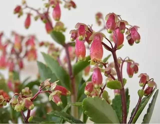 长得像灯笼 开花超壮观 这四种 灯笼 花太漂亮啦 宠派养花大全 微信公众号文章阅读 Wemp