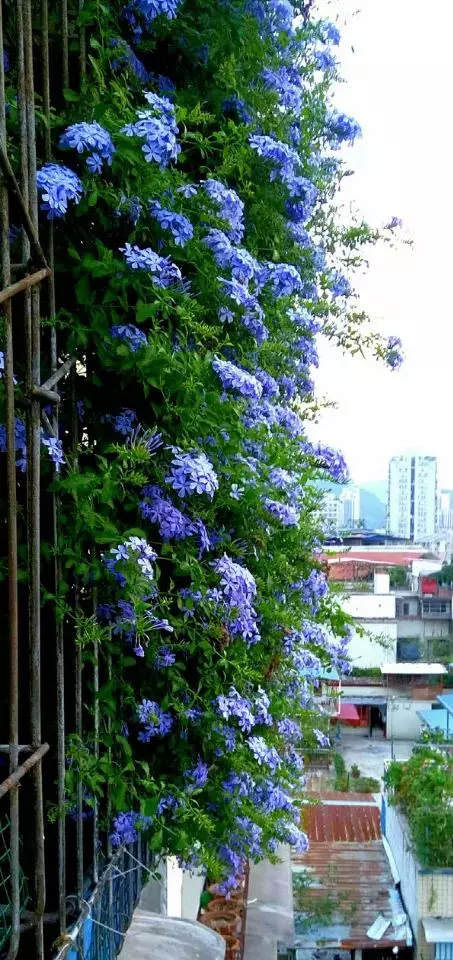 春天在窗臺養幾樣植物「窗簾」，夏天遮陽又清爽… 家居 第3張