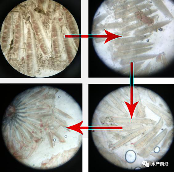 师傅带徒弟心得和经验_买鱼经验心得_护肤经验分享心得