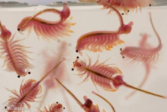 5年时间摸索丰年虫工厂化养殖技术,成活率达95%,现开出天价转让技术,