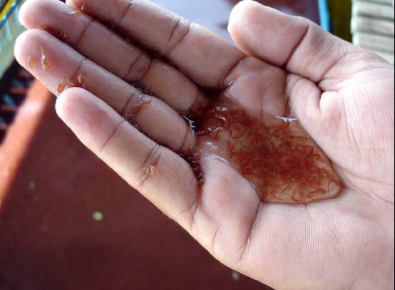 5年时间摸索丰年虫工厂化养殖技术,成活率达95%,现开出天价转让技术,