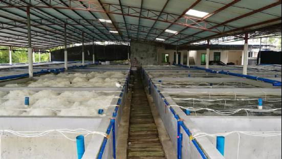 5年时间摸索丰年虫工厂化养殖技术,成活率达95%,现开出天价转让技术,