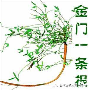 台湾神农本草一条根简介 精油贴布 精油按摩霜 台湾神农本草一条根 微信公众号文章阅读 Wemp
