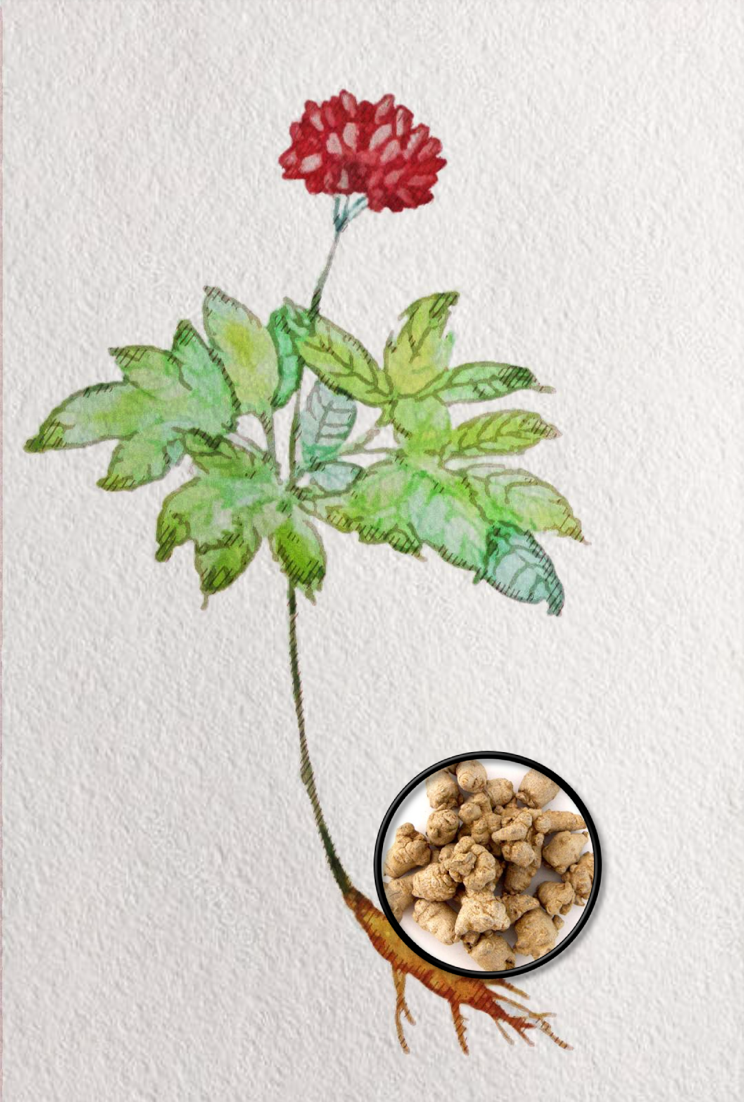 煲汤|【科普】听说，广东人均老中医？