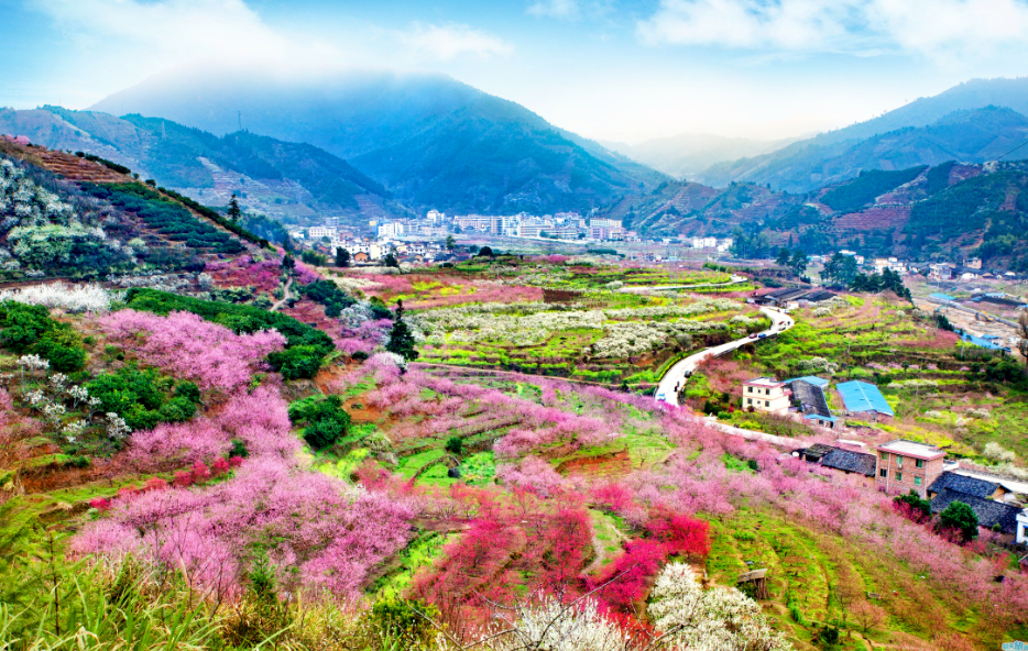 壁紙 成片種植 風景 植物 種植基地 桌面 934_592