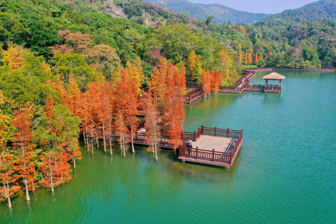 0元出大片江门杉树正当红