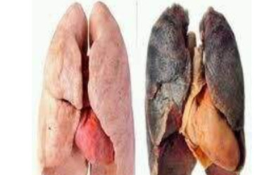 深秋喝茶，养肺润肺很有用！