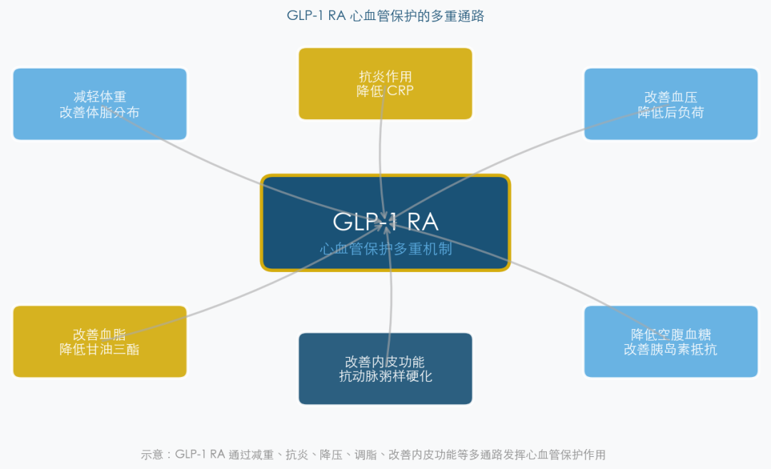 GLP-1 RA心血管保护的多重通路