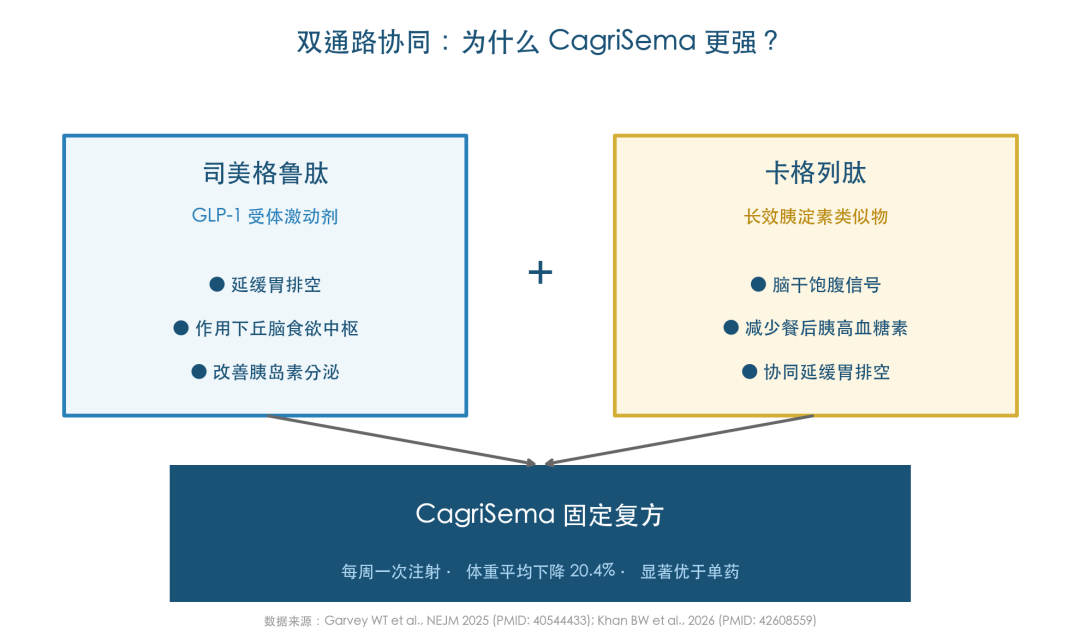 双通路协同机制