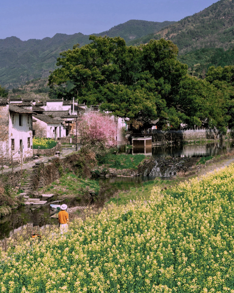 春天的婺源五彩就像是在流动徽州小众游