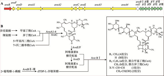图5 阿维菌素的生物合成_副本.png
