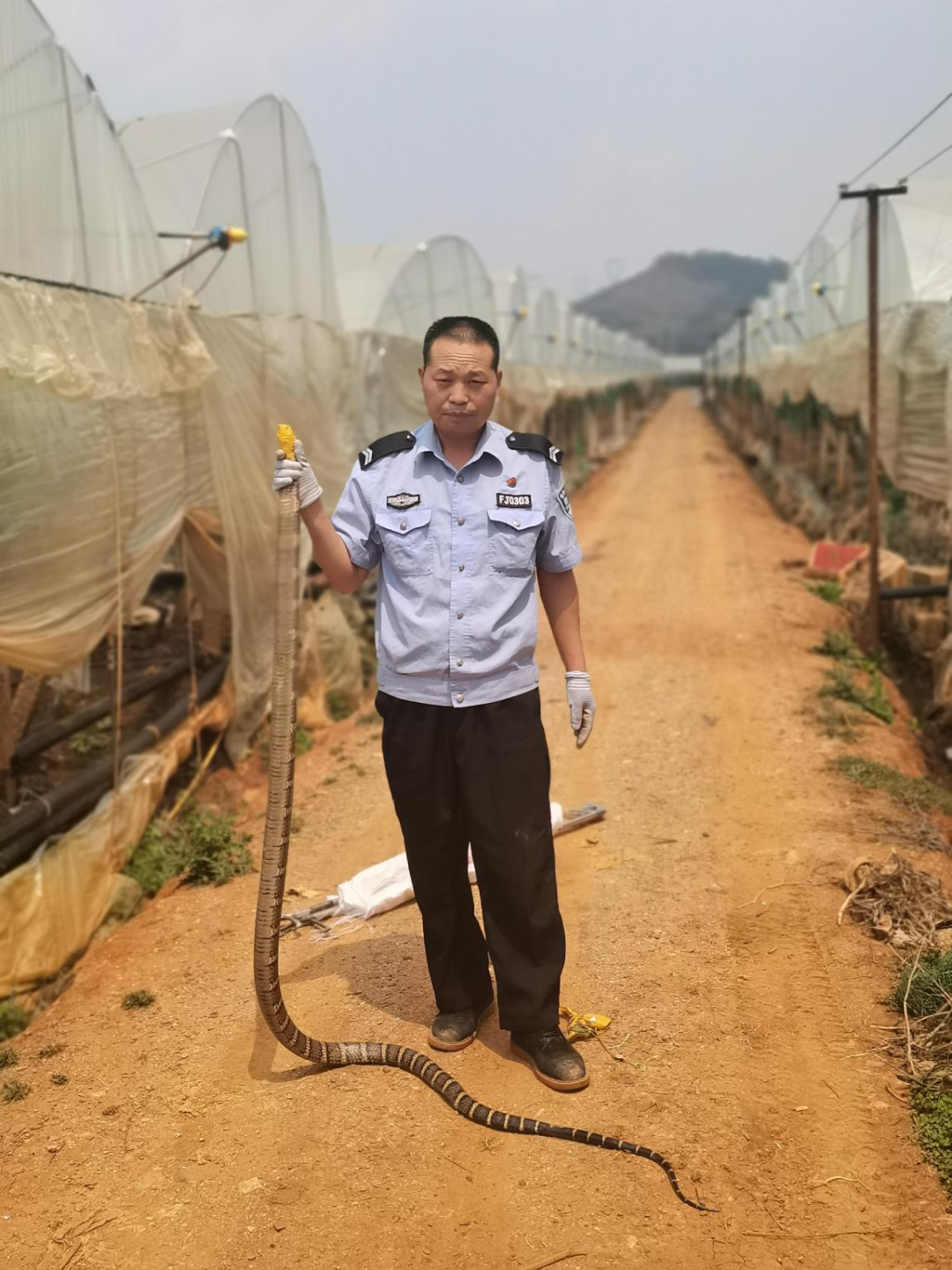 惊险！3米长的眼镜王蛇钻到他后背上