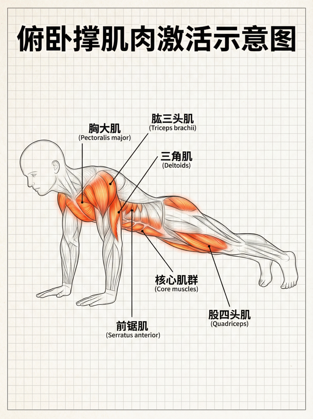 俯卧撑锻炼肌肉科普图
