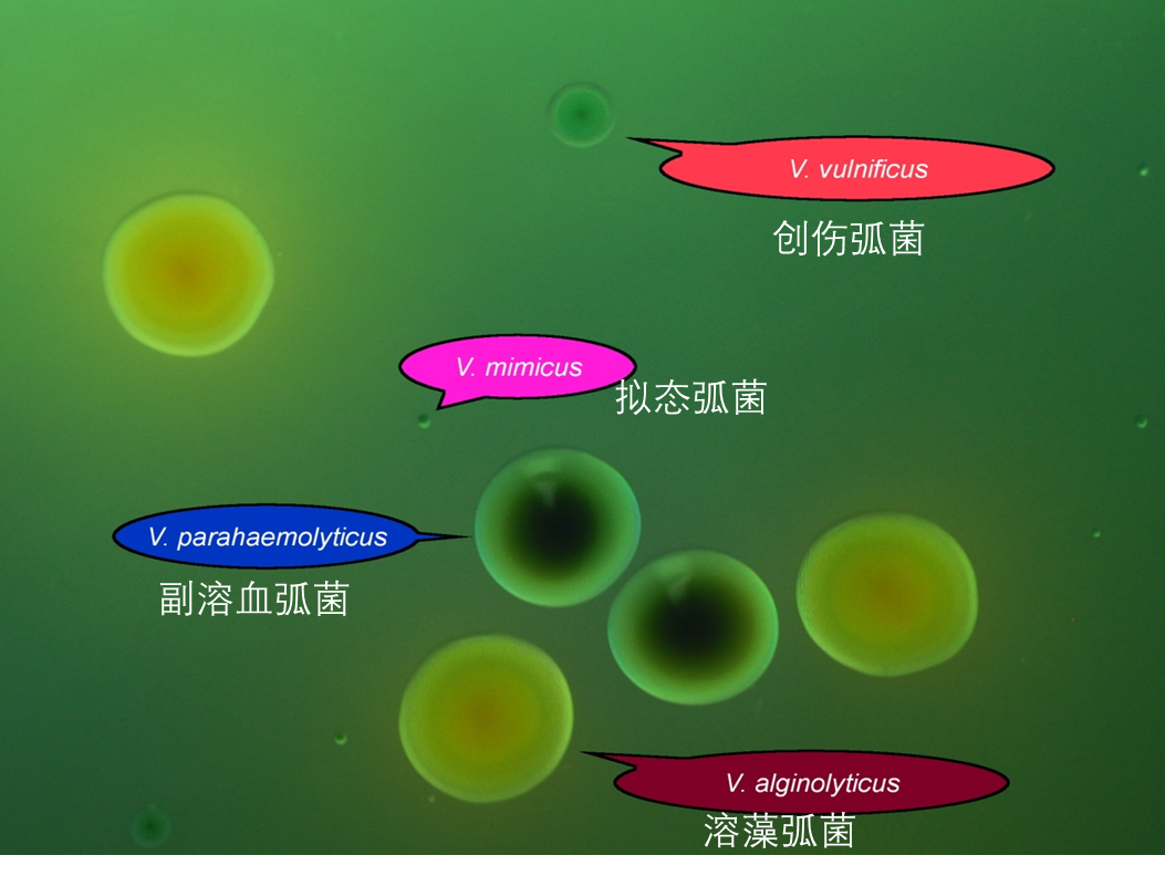 弧菌问题的认识和处理_河北华邦生物科技有限公司
