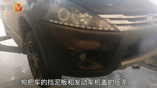 流浪狗車庫戰野貓！順嘴拆了兩輛車，油漏一地…車主崩潰：誰賠啊 寵物 第5張