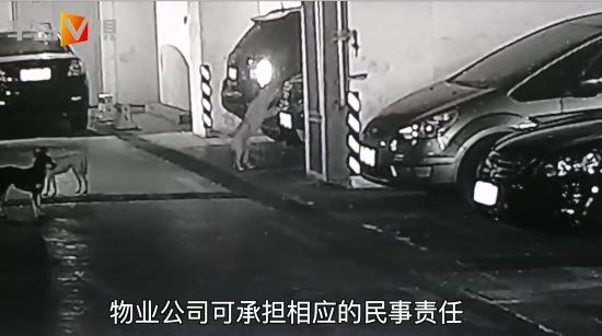 流浪狗車庫戰野貓！順嘴拆了兩輛車，油漏一地…車主崩潰：誰賠啊 寵物 第26張