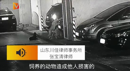 流浪狗車庫戰野貓！順嘴拆了兩輛車，油漏一地…車主崩潰：誰賠啊 寵物 第25張