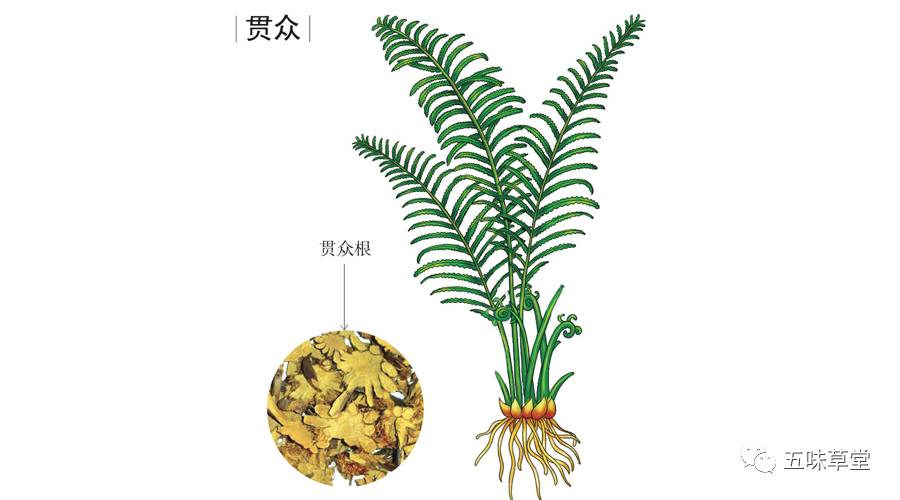 贯众---用于风热感冒,清热解毒,凉血止血.