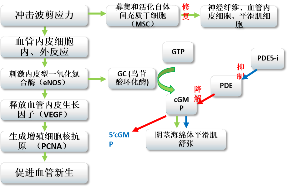 能量治疗器械有哪些勃起功能障碍先进治疗设备——以色列Renova体外线性冲击波治疗仪_https://www.jmylbn.com_新闻资讯_第2张