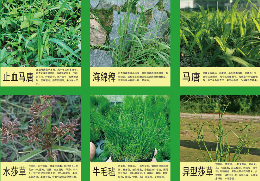 水稻田除草剂品种优劣势对比分析-农资与市场官网