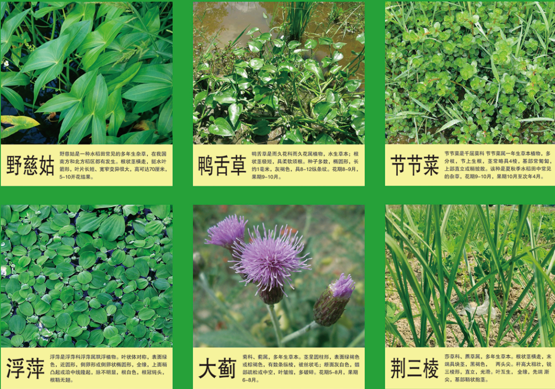 简析：水稻田除草剂-农资与市场官网