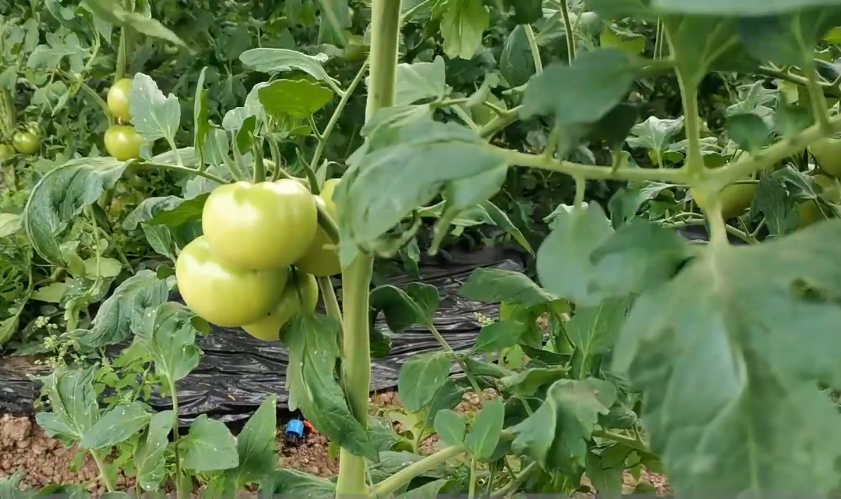 盆栽小番茄的种植方法_小番茄种子种植方法_小番茄种植方法和时间