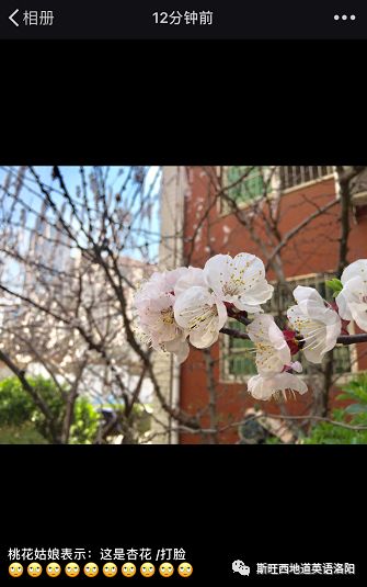 在这个春暖花开的季节 是时候来一波桃花杏花樱花梨花李花科普了 自由微信 Freewechat