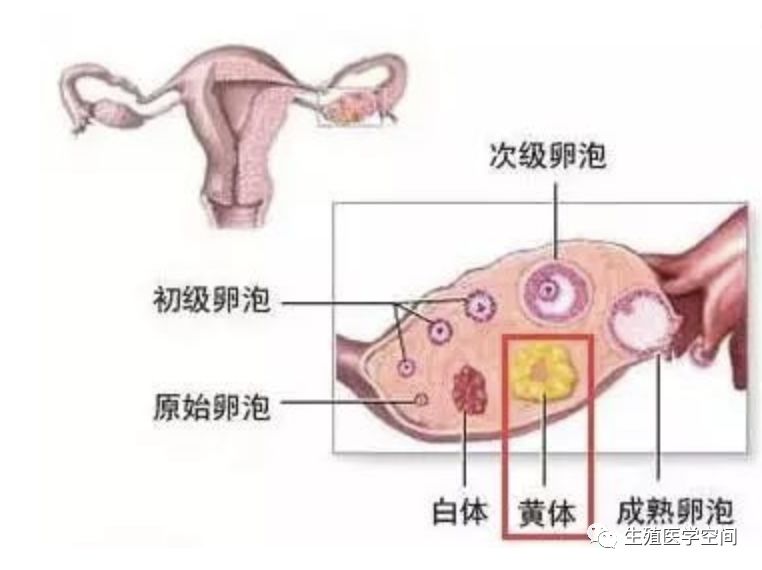 1分钟告诉你,孕酮、黄体对备孕怀孕的影响有多大!-微信头条网 1分钟告诉你,孕酮、黄体对备孕怀孕的影响有多大!