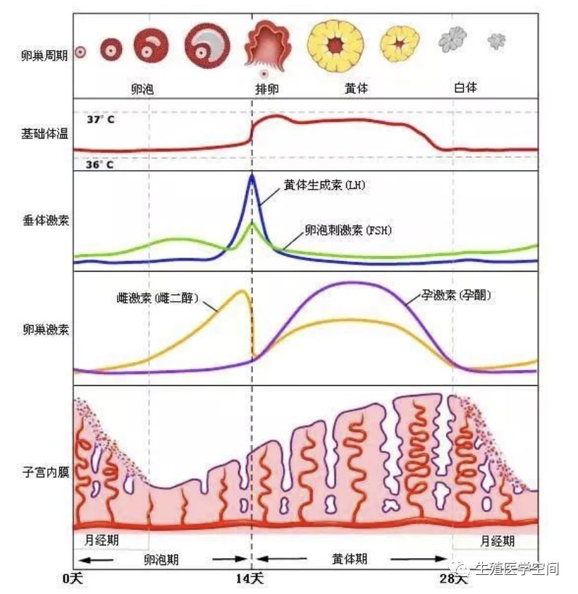 排卵 日 貧血