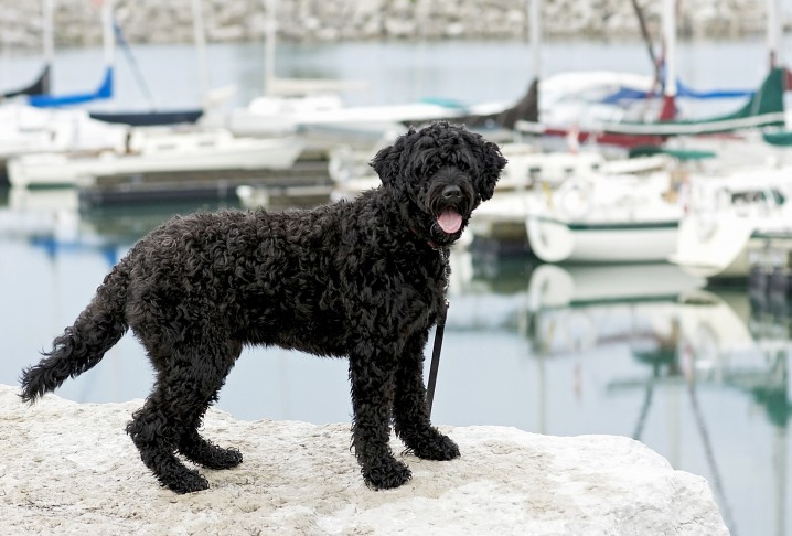 猎物,往往也会有游泳能力,像金毛寻回猎犬,拉布拉多寻回犬,卷毛寻回犬