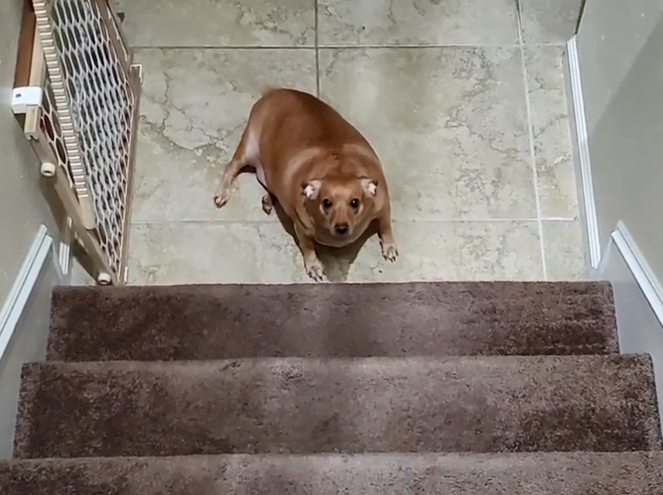 华元宠物狗狗胖到走不动路主人因此将它遗弃幸运的是