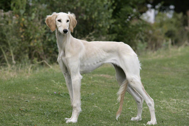 华元宠物,盘点狗界中的"腿精"们,网友:我的腿都没它长!