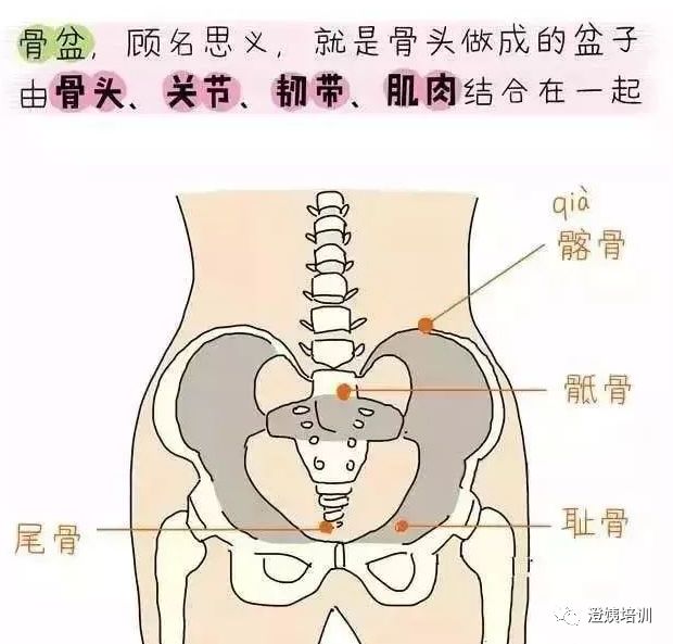江阴育婴师 月嫂 育婴师 产后健康 小儿推拿培训 澄姨培训