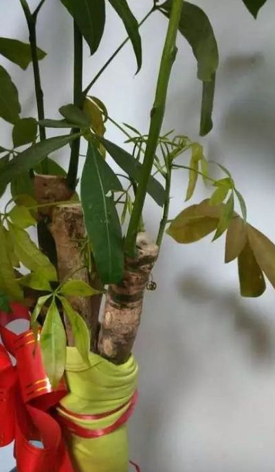 最近提醒花友 要注意给花草防寒保暖 然后就有花友给发财树包上一层