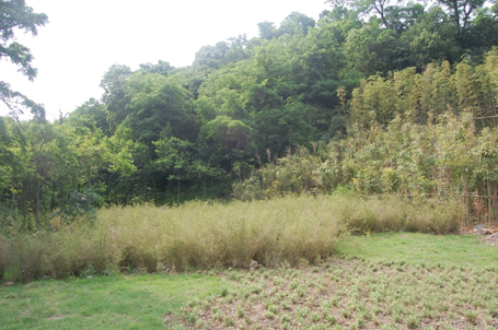 上海辰山植物园矿坑花园与岩石园详解的图14