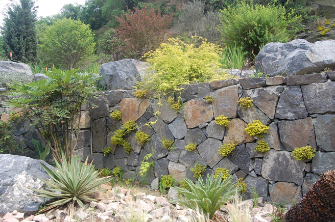 上海辰山植物园矿坑花园与岩石园详解的图44