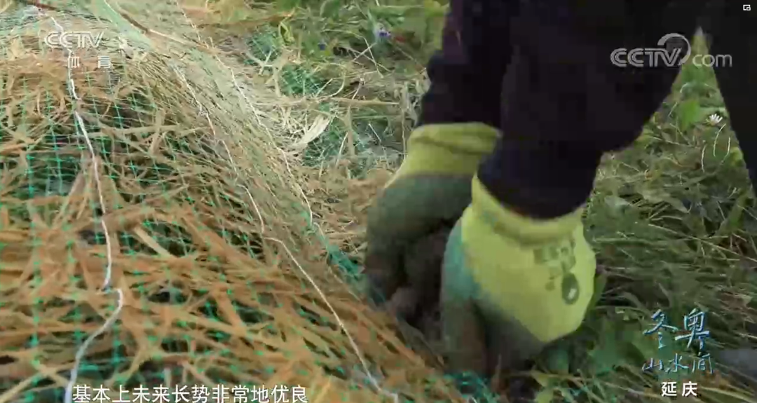 北京冬奧場館周邊的生態修復的圖18