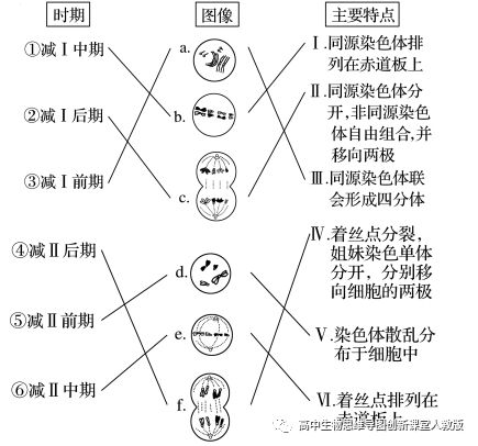 19高考题易错纠错 专题05 遗传的细胞基础 高中生物思维导图创新课堂人教版 微信公众号文章阅读 Wemp
