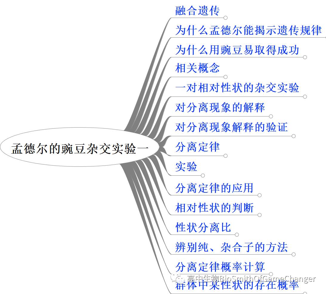 孟德尔三大遗传定律_孟德尔的遗传定律包括_孟德尔遗传定律图解
