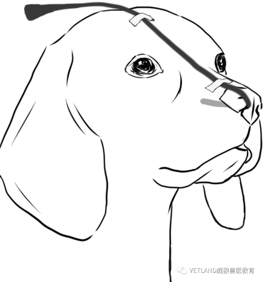 怎么戴面罩吸氧【行业标准】犬猫氧气疗法技术指导规范，怎么吸氧？有哪几种适用方法？_https://www.jmylbn.com_新闻资讯_第6张