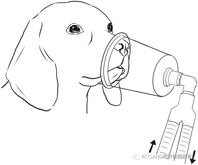 怎么戴面罩吸氧【行业标准】犬猫氧气疗法技术指导规范，怎么吸氧？有哪几种适用方法？_https://www.jmylbn.com_新闻资讯_第4张