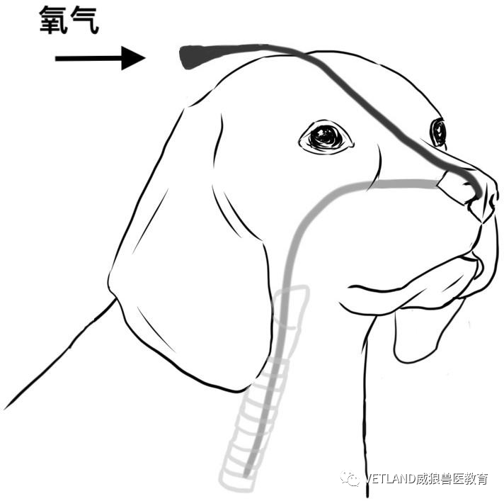 怎么戴面罩吸氧【行业标准】犬猫氧气疗法技术指导规范，怎么吸氧？有哪几种适用方法？_https://www.jmylbn.com_新闻资讯_第7张