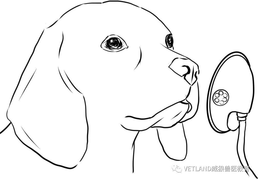怎么戴面罩吸氧【行业标准】犬猫氧气疗法技术指导规范，怎么吸氧？有哪几种适用方法？_https://www.jmylbn.com_新闻资讯_第3张
