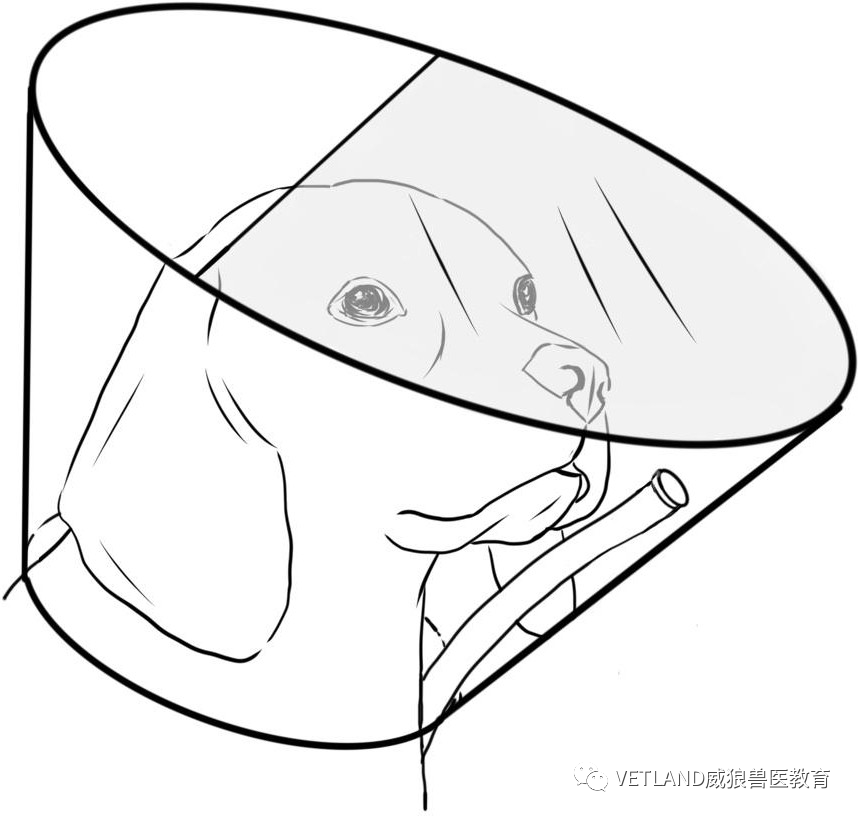 怎么戴面罩吸氧【行业标准】犬猫氧气疗法技术指导规范，怎么吸氧？有哪几种适用方法？_https://www.jmylbn.com_新闻资讯_第5张