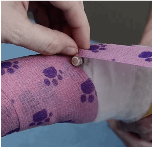 留置针怎么贴胶带【译文推荐】静脉留置针的放置：给兽医助理的提示、技巧和避免常见错误_https://www.jmylbn.com_新闻资讯_第9张