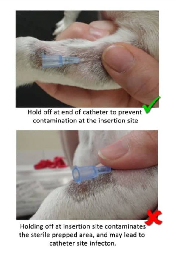 留置针怎么贴胶带【译文推荐】静脉留置针的放置：给兽医助理的提示、技巧和避免常见错误_https://www.jmylbn.com_新闻资讯_第7张