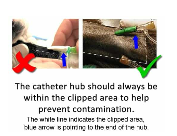 留置针怎么贴胶带【译文推荐】静脉留置针的放置：给兽医助理的提示、技巧和避免常见错误_https://www.jmylbn.com_新闻资讯_第6张