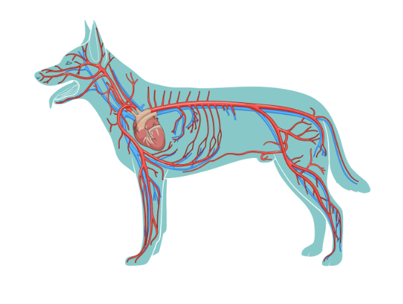留置针怎么贴胶带【译文推荐】静脉留置针的放置：给兽医助理的提示、技巧和避免常见错误_https://www.jmylbn.com_新闻资讯_第3张