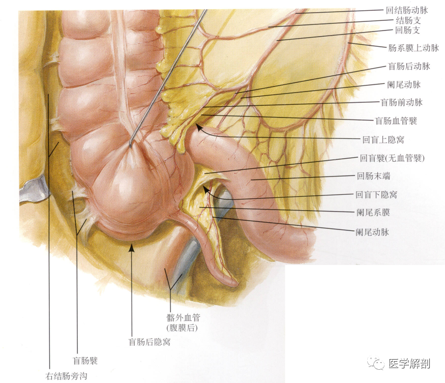 奈特图谱解剖 阑尾及阑尾常见病变 医学解剖 微信公众号文章阅读 Wemp