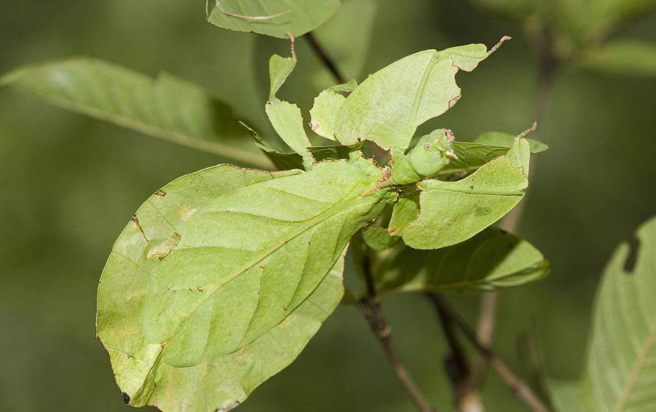 植物與昆蟲的幻想生物 尖峰視界 微文庫